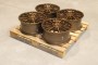 mini: Set of CVR7 20x9 ET35 5x112 Brushed Bronze (1)